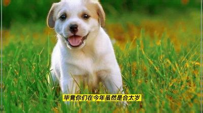2006年属狗的人命运如何