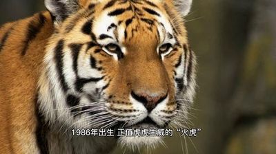 1986年属虎是什么年