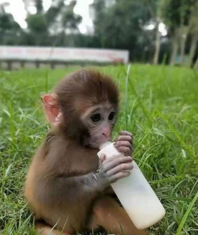 属猴的2023年每月运势