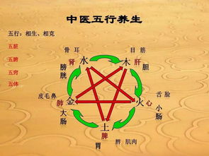 博属于五行里的什么