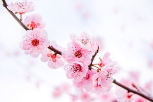 八字看桃花多少