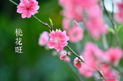 男命八字无财身弱桃花多