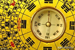 八字十天干之甲木详解