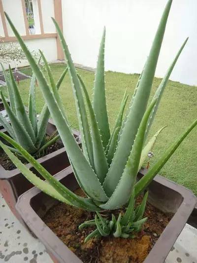 家里放芦荟有什么风水讲究吗