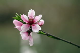 八字 带桃花运