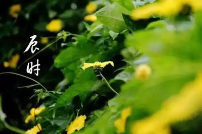 2025年2月22日7-8点辰时出生的人是什么命